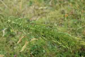 Sawtooth candyleaf(Stevia serrata)