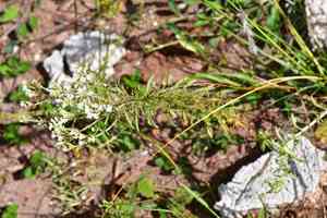 Sawtooth candyleaf(Stevia serrata)