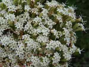 Sawtooth candyleaf(Stevia serrata)