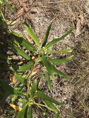 Queen's-delight(Stillingia sylvatica)
