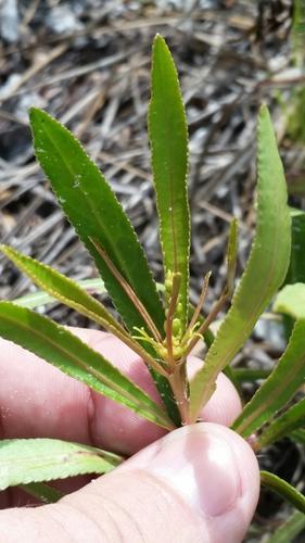 Queen's-delight (Stillingia sylvatica) Care Guide: Pests, Diseases ...