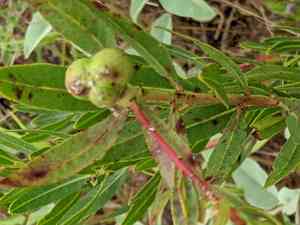 Queen's-delight(Stillingia sylvatica)