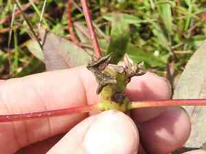 Queen's-delight(Stillingia sylvatica)