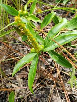 Queen's-delight(Stillingia sylvatica)