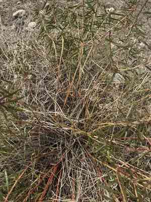 Texas toothleaf(Stillingia texana)