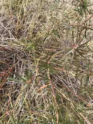 Texas toothleaf(Stillingia texana)
