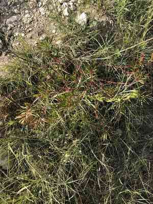 Texas toothleaf(Stillingia texana)