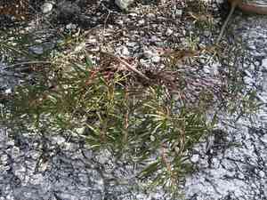 Texas toothleaf(Stillingia texana)
