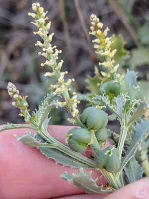 Trecul's toothleaf(Stillingia treculiana)