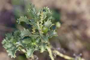 Trecul's toothleaf(Stillingia treculiana)
