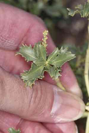 Trecul's toothleaf(Stillingia treculiana)