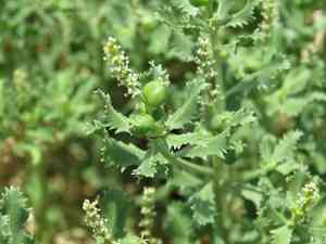 Trecul's toothleaf(Stillingia treculiana)