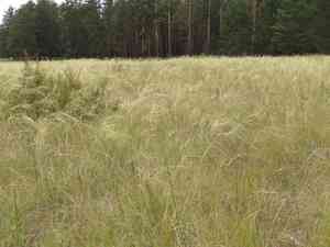 Hairy feathergrass(Stipa capillata)