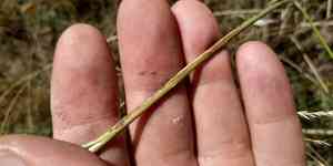 Hairy feathergrass(Stipa capillata)