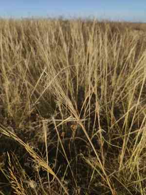 Hairy feathergrass(Stipa capillata)