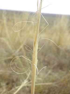Hairy feathergrass(Stipa capillata)