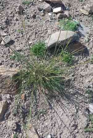 Feather grass(Stipa krylovii)