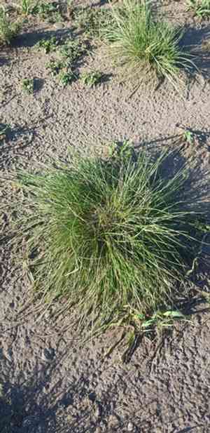 Feather grass(Stipa krylovii)