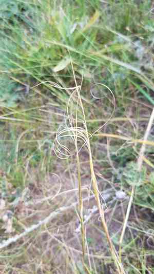 Feather grass(Stipa krylovii)
