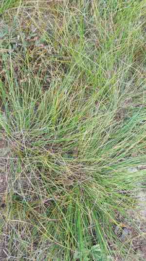 Feather grass(Stipa krylovii)