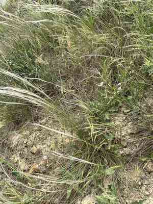 Lessing feather grass(Stipa lessingiana)