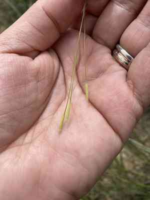 Lessing feather grass(Stipa lessingiana)