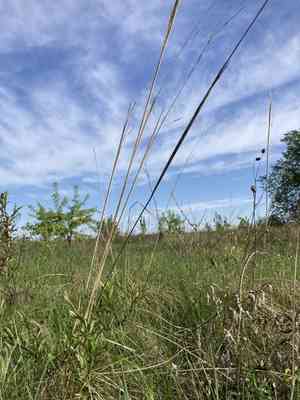 Lessing feather grass(Stipa lessingiana)