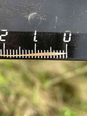 Lessing feather grass(Stipa lessingiana)