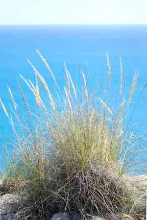 Esparto(Stipa tenacissima)