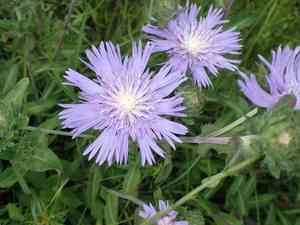 Stokes' aster(Stokesia laevis)