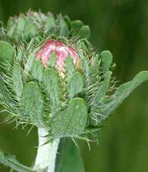 Stokes' aster(Stokesia laevis)