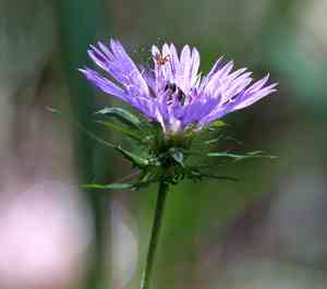 Stokes' aster(Stokesia laevis)