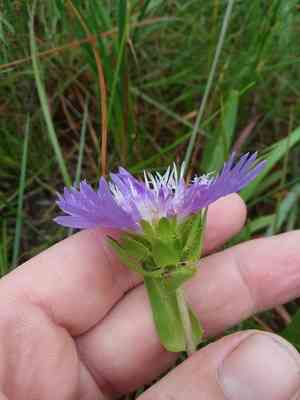 Stokes' aster(Stokesia laevis)