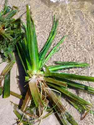 Water soldiers(Stratiotes aloides)