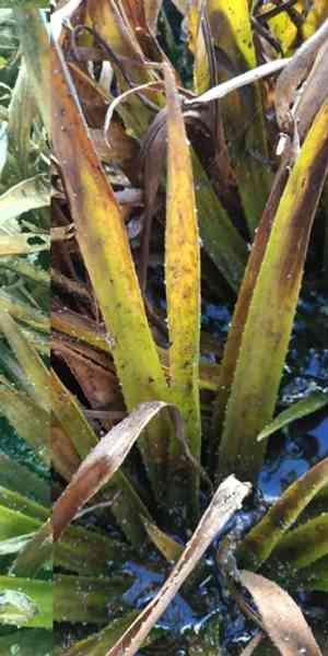 Water soldiers(Stratiotes aloides)