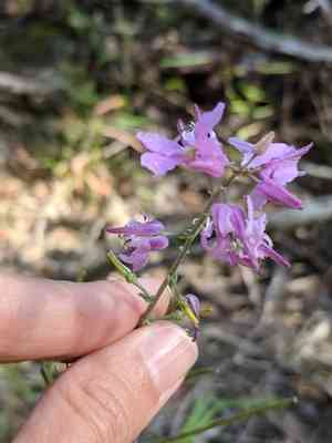 Bracted jewelflower(Streptanthus bracteatus)