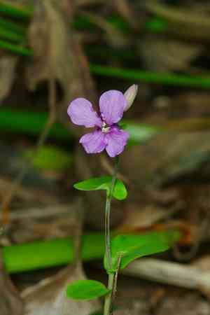 Bracted jewelflower(Streptanthus bracteatus)