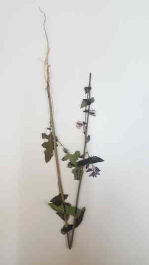 Bracted jewelflower(Streptanthus bracteatus)