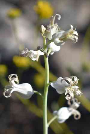 Lyreleaf jewelflower(Streptanthus carinatus)