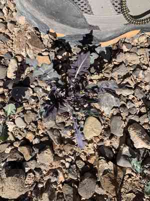 Lyreleaf jewelflower(Streptanthus carinatus)