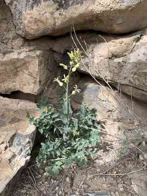 Lyreleaf jewelflower(Streptanthus carinatus)