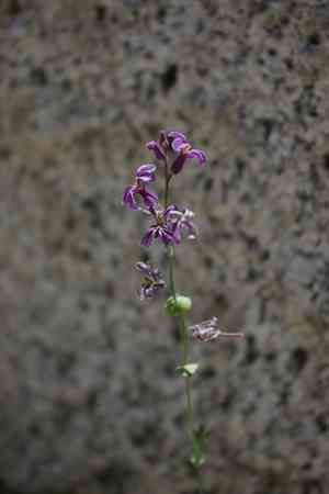 Tehipite valley jewelflower(Streptanthus fenestratus)