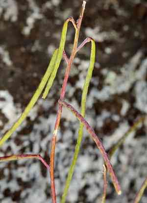 Tehipite valley jewelflower(Streptanthus fenestratus)