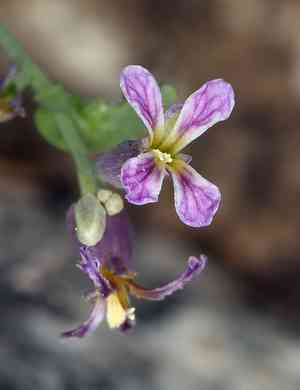 Tehipite valley jewelflower(Streptanthus fenestratus)