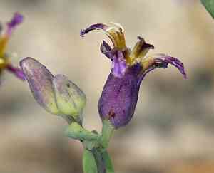 Tehipite valley jewelflower(Streptanthus fenestratus)