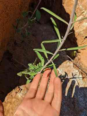 Howell's jewelflower(Streptanthus howellii)