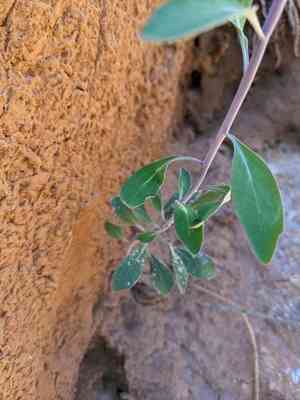 Howell's jewelflower(Streptanthus howellii)