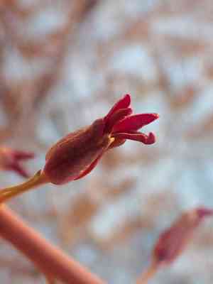 Howell's jewelflower(Streptanthus howellii)