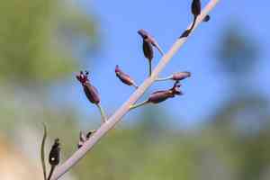 Howell's jewelflower(Streptanthus howellii)