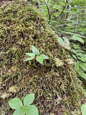 Small twisted-stalk(Streptopus streptopoides)